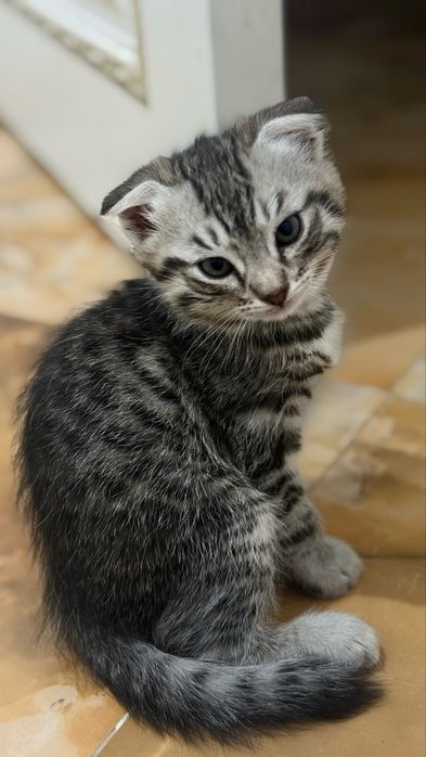 вислоухий кот, 11 ноября будет 2 месяца КЫЗЫЛОРДА