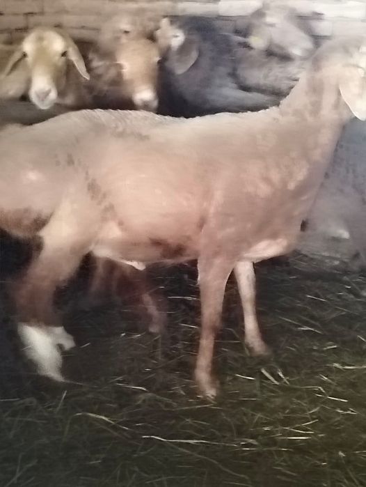 Арашан Кошкарлар