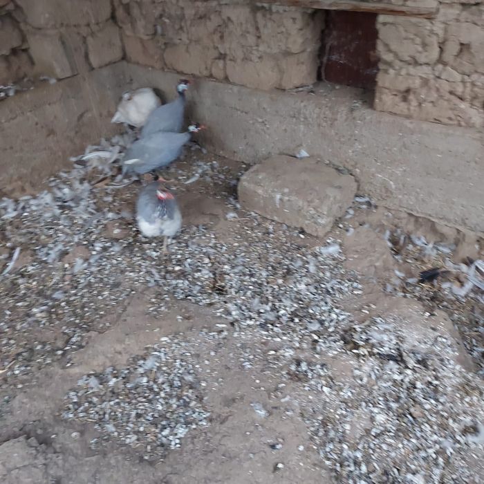 Срочно цесаркалар сатылады