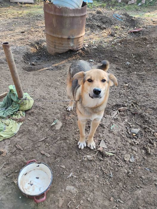 Ofer catel spre adoptie