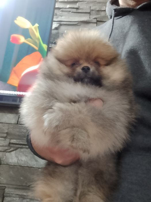 Померан померани