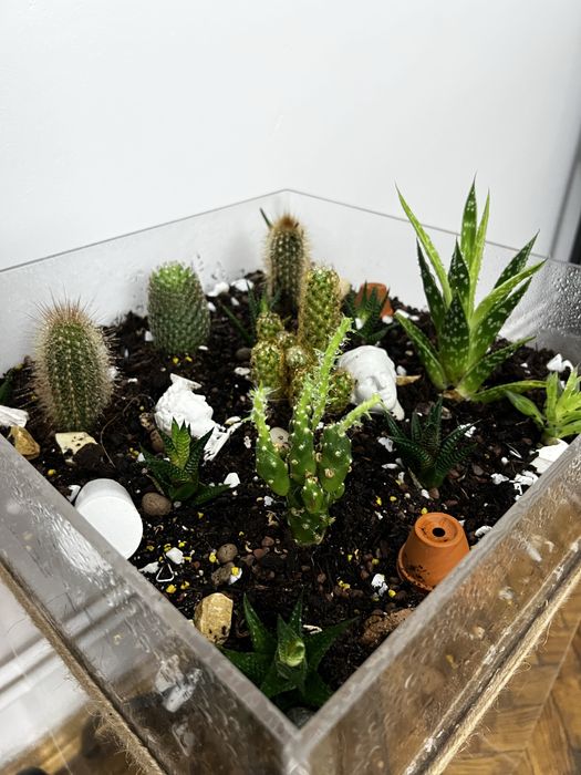 Terrariu decorativ cu aloe si cactusi
