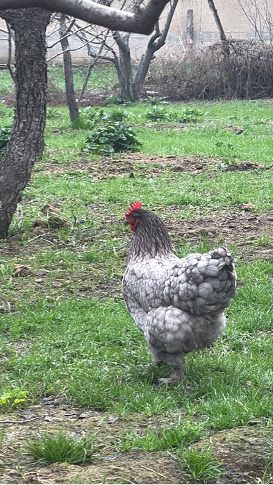 Брамма тауықтар сатылад