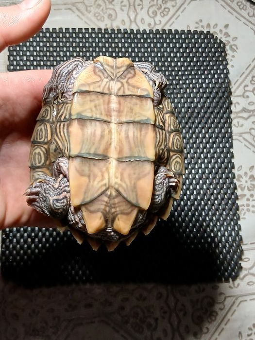 Vând mascul de broasca testoasa