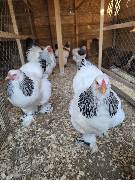 Familie Brahma Hd 4+1