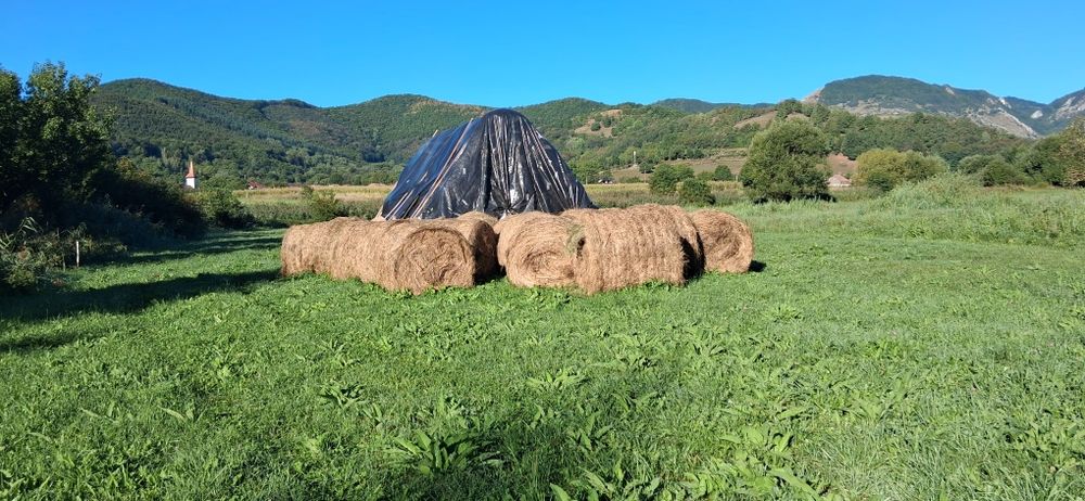 Baloti fân și orzoaica