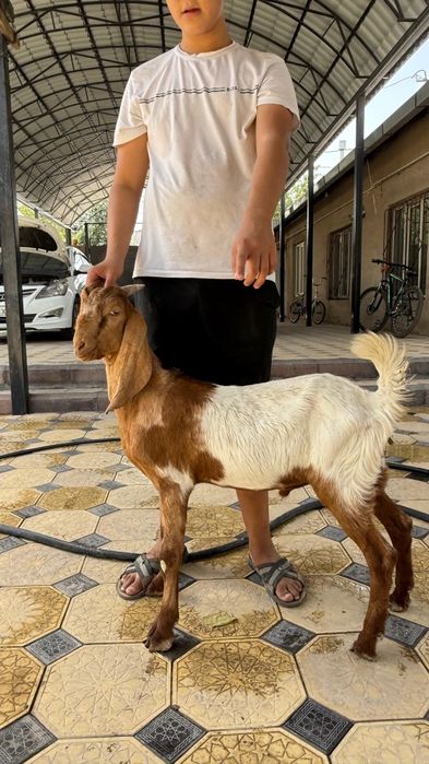 Камори козлята..