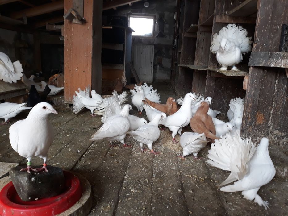 Porumbei indieni,infoieti si voiajori albi