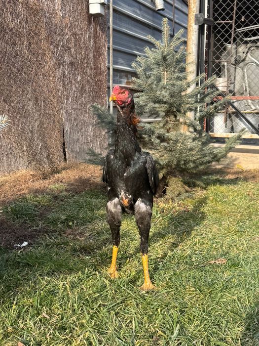 Дакан Джуджа  О шамо чистокровный