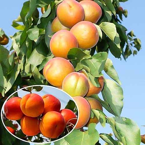 Pomi Fructiferi Columnari la ghiveci