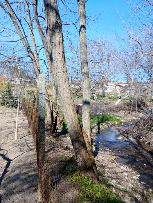 10 броя акации високи около 15 метра.
