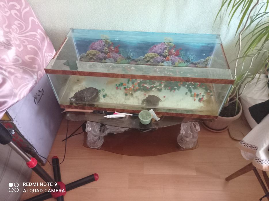 Продам двух черепах