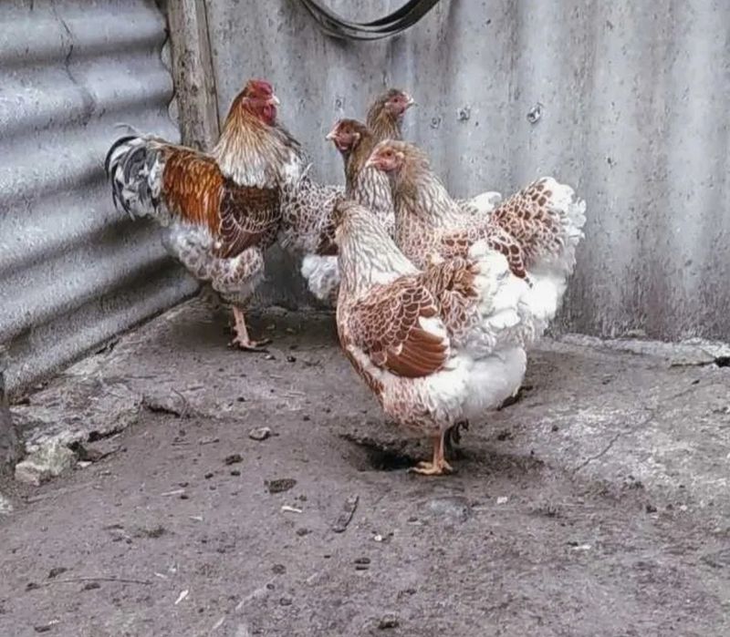 Продам Цыплят. Цены разные..
