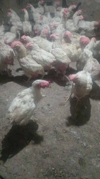 Продам курей 1500 несушки ,