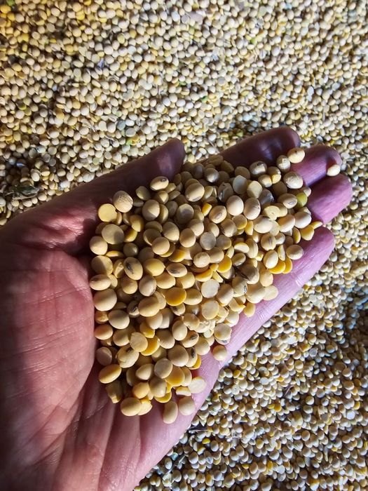 Соя ( соевые бобы)