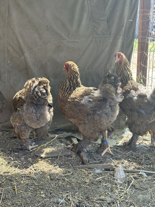 Disponibile gaini brahma potarnichiu