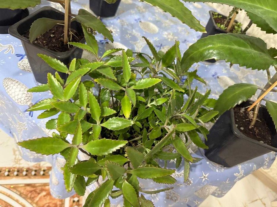 Каланхоэ лечебная Дегремона