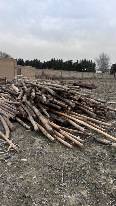 Yogʻoch Bolol sotiladi