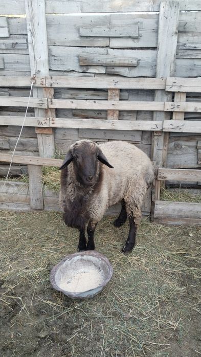 Кошкар сатылады жас семиз