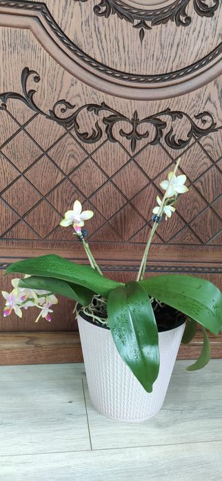 Цветущая орхидея в горшке