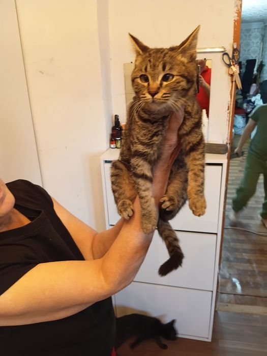 Отдаю котят в хорошие руки