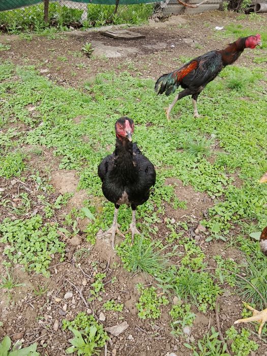 Дакан кораз сатылады