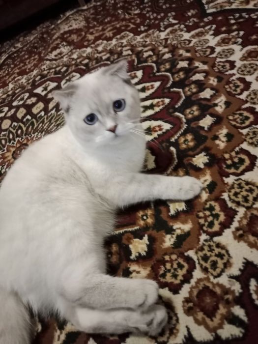 Scottish fold mushuk