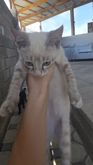 Отдам даром два котёнка