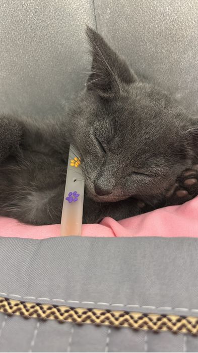 Отдам в добрые руки котенка