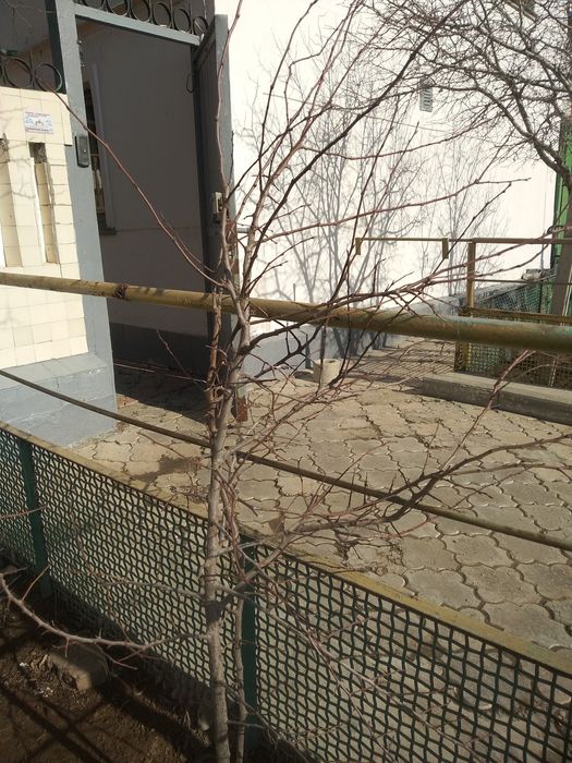 Продам саженцы деревьев