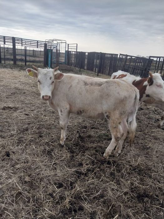 Продам КРС (4 телки)