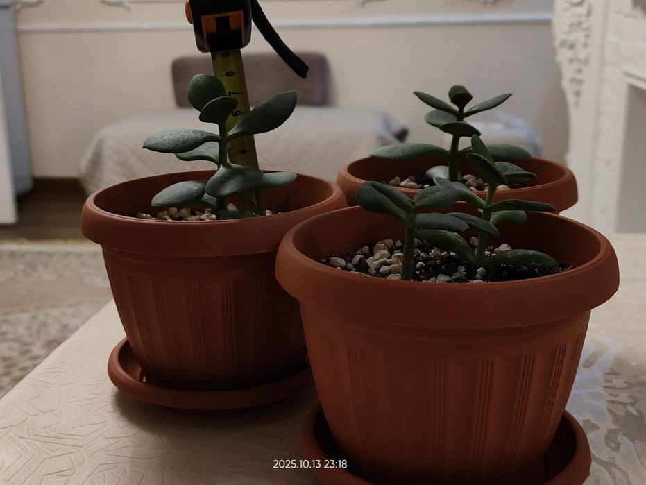 Денежное дерево (крассула, толстянка)