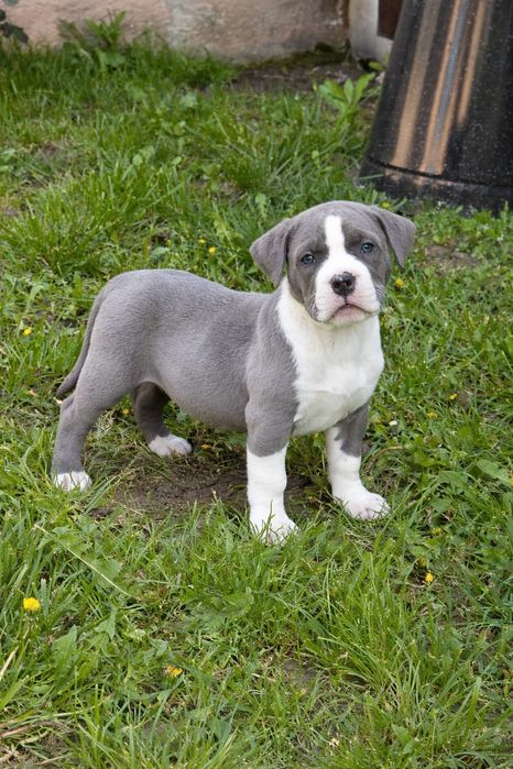 Mascul deosebit, structură masivă, calitate superioară