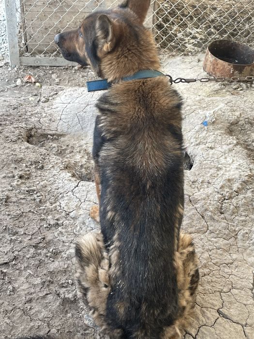 Немецкая овчарка