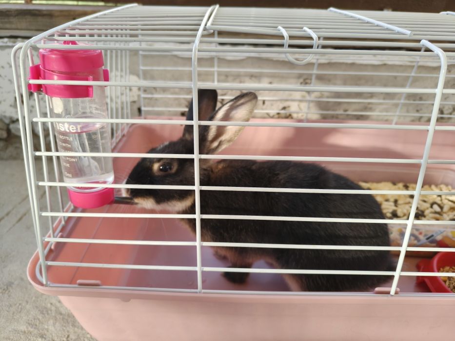 Кролик декоративный