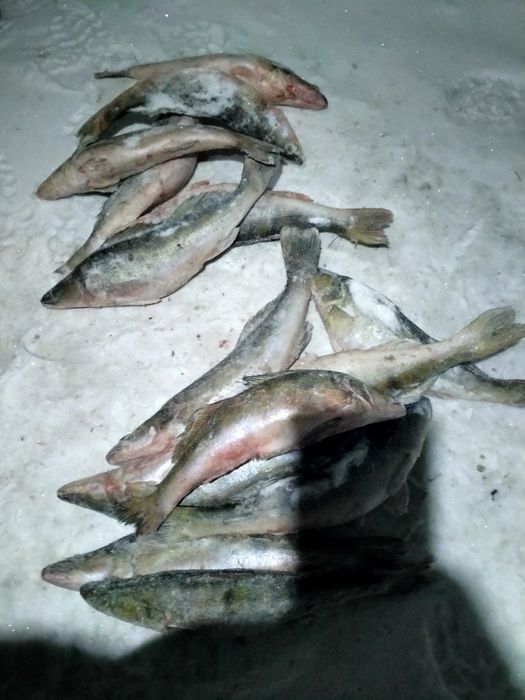 Рыба щука очень вкусная