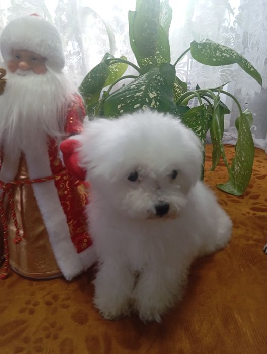 Продам щенков мальтийской болонки