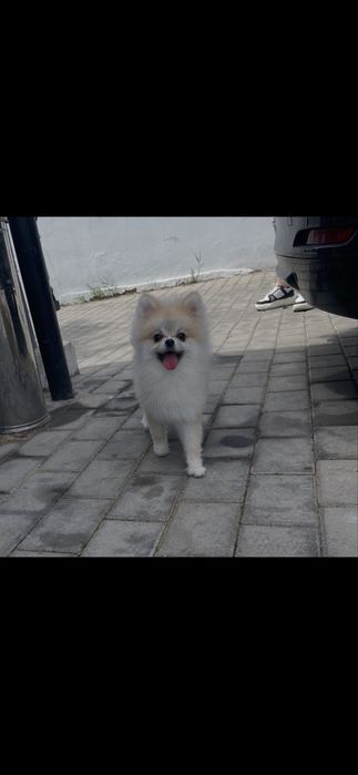 Adoptie responsabila baietel poneranian