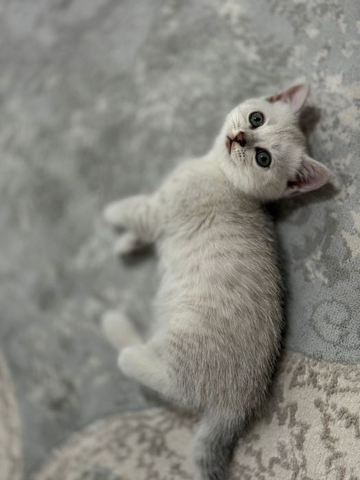 Шотландский вислоухий котёнок.