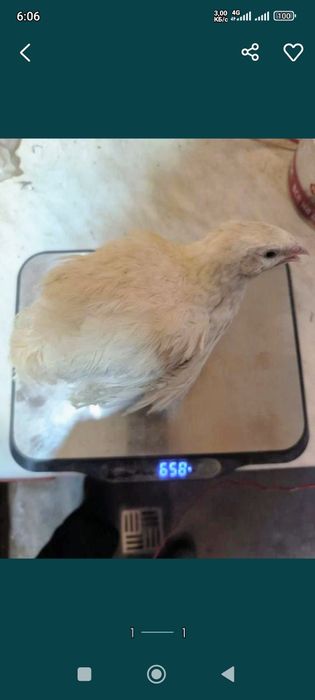 Бедана гушт юналишида