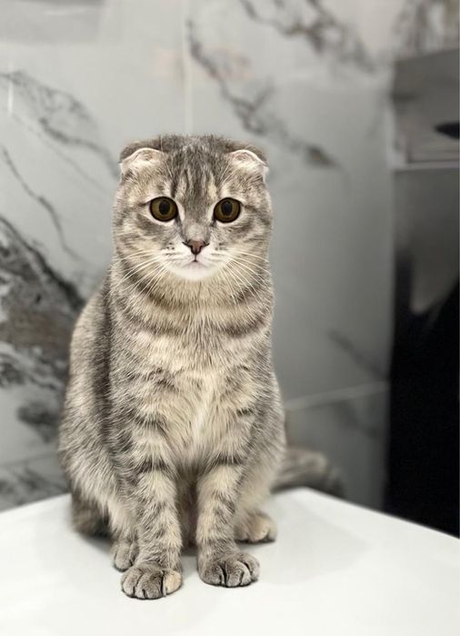 Отдам кошку в добрые руки