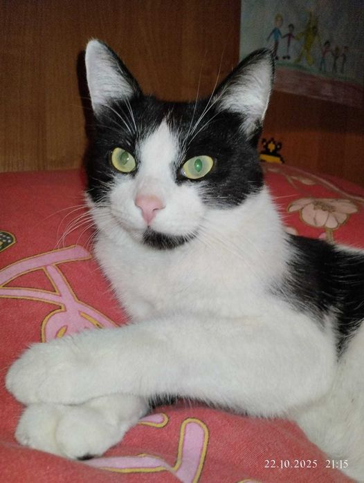 Реальный парень в добрые руки