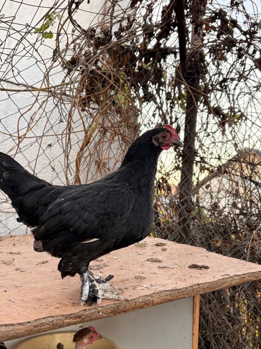 Găini si cocoși americane