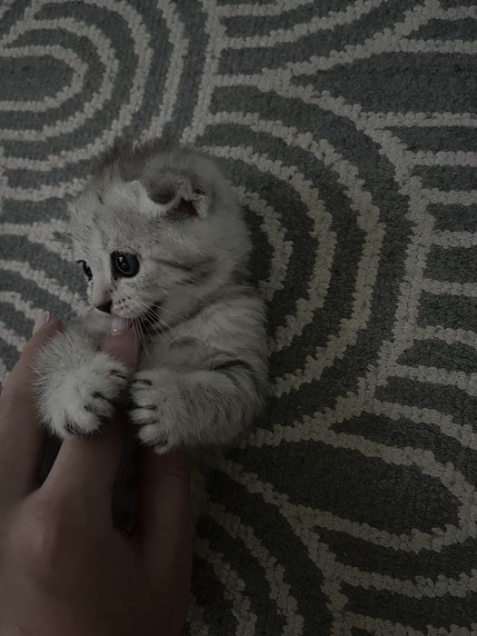 Милые котята девочки ищут себе любящий дом!