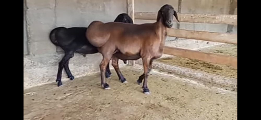 Кассоб Qassob хизмати куй ва кучкор