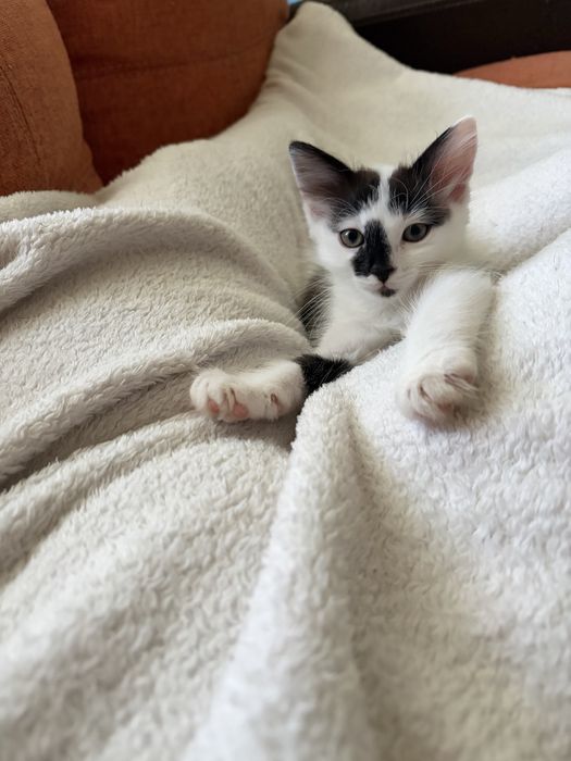 Подарявам малки котенца