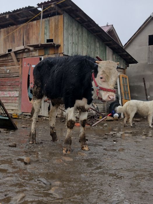 Vand vitel si vitica