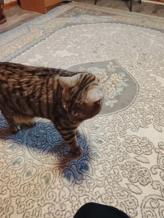 Отдам добрые руки кота