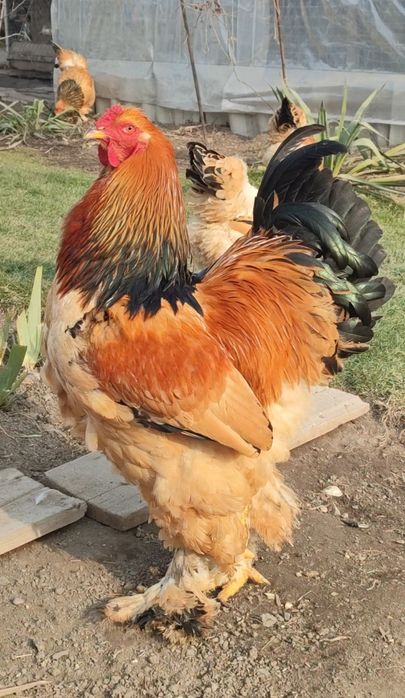 Цыплята Брама палевая