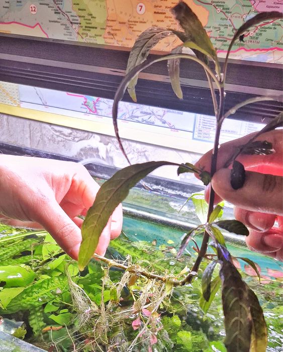 Гигрофила с корнями